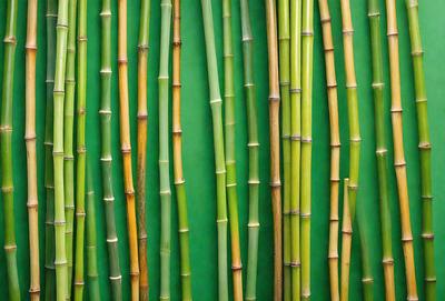 The primary subject of the image is a row of bamboo stalks, which are arranged in a visually appealing manner. The setting is a green background, which provides a contrasting color to the bamboo stalks. The visual style of the image is a close-up of the bamboo stalks, showcasing their texture and details. The colors in the image are predominantly green, which is the color of the background, and the bamboo stalks themselves are a mix of