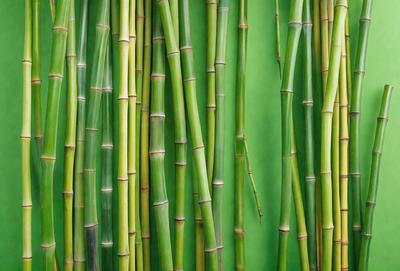 The primary subject of the image is a large group of bamboo stalks, which are arranged in a visually appealing manner. The setting is a green background, which provides a vibrant and natural backdrop for the bamboo stalks. The visual style of the image is a close-up of the bamboo stalks, showcasing their intricate details and textures. The colors in the image are predominantly green, which is the color of the background, and the bambo