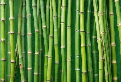 The primary subject of the image is a close-up of a bunch of green bamboo stalks. The setting is a green background, which creates a natural and serene atmosphere. The visual style is a photo, capturing the details and textures of the bamboo stalks. The colors are predominantly green, which adds to the natural and calming mood of the image.