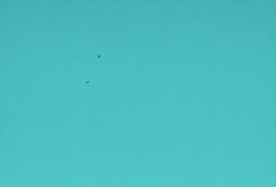 The primary subject of the image is a bird flying in the sky. The setting is a clear blue sky, which serves as the backdrop for the bird's flight. The visual style is a photo, capturing the bird in its natural environment. The colors and mood of the image are predominantly blue, creating a serene and peaceful atmosphere.