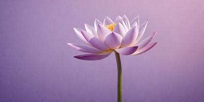 The primary subject of the image is a large, beautiful white flower with purple petals. The flower is sitting on a purple background, which adds a sense of depth and contrast to the scene. The visual style of the image is a close-up of the flower, showcasing its intricate details and textures. The colors and mood of the image are predominantly purple, creating a serene and calming atmosphere.