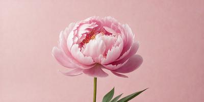 The primary subject of the image is a large, pink flower with a yellow center. The flower is prominently displayed in the foreground, with a pink background. The visual style of the image is a close-up, which highlights the details of the flower. The colors and mood of the image are predominantly pink and soft, creating a sense of beauty and tranquility.