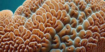 The image features a close-up of a large, intricate, and textured object that resembles a brain or a mushroom. The primary subject is the detailed structure of the object, which is the main focus of the image. The setting is a close-up of the object, showcasing its intricate details. The visual style is a close-up, which emphasizes the texture and structure of the object. The colors and mood of the image are predominantly blue, which adds a sense of depth and
