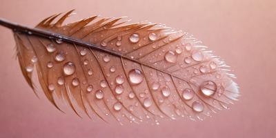 The primary subject of the image is a close-up of a brown feather with water droplets on it. The feather appears to be wet, possibly from rain or a recent shower. The setting is a pink background, which adds a warm and inviting atmosphere to the scene. The visual style is a close-up of the feather, emphasizing its texture and the water droplets on it. The colors and mood of the image are predominantly warm and soothing, with the pink background and