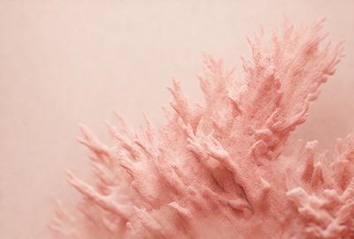 The primary subject of the image is a large, pink, fuzzy plant with a lot of branches. The plant is the main focus of the image, and it is set against a pink background. The visual style of the image is a combination of a photo and digital art, creating a unique and interesting appearance. The dominant colors in the image are pink and white, giving it a soft and delicate mood.