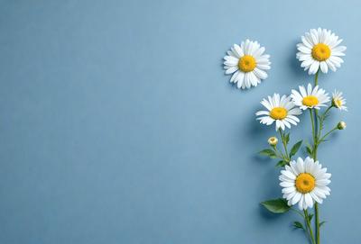 The primary subject of the image is a close-up of a flower, which is placed on a blue background. The visual style of the image is a photo, and the dominant colors are white and yellow, giving the image a fresh and vibrant atmosphere.