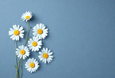 The primary subject of the image is a bouquet of white flowers with yellow centers. The flowers are arranged in a vase, creating a visually appealing display. The setting is a blue wall, which serves as a striking backdrop for the flowers. The visual style of the image is a close-up of the flowers, emphasizing their details and beauty. The colors and mood of the image are predominantly white and yellow, giving it a fresh and cheerful atmosphere.