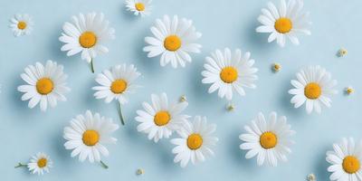 The primary subject of the image is a group of white flowers with yellow centers. These flowers are scattered across a blue background, creating a visually appealing and serene scene. The visual style of the image is a combination of photo and digital art, as it captures the beauty of the flowers in a realistic yet artistic manner. The colors and mood of the image are predominantly white and blue, with the yellow centers adding a touch of warmth and vibrancy to the overall atmosphere.