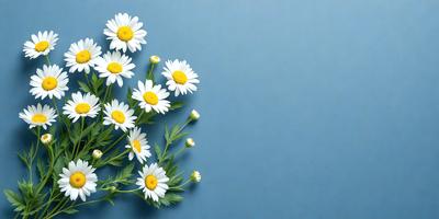 The primary subject of the image is a bouquet of white flowers, including daisies, arranged in a vase. The flowers are placed against a blue background, which adds a sense of depth and contrast to the scene. The visual style of the image is a close-up of the flowers, showcasing their details and beauty. The colors and mood of the image are predominantly white and calming, creating a serene and peaceful atmosphere.