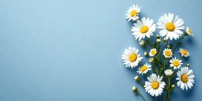The primary subject of the image is a close-up of a flower, which is the main focus of the image. The setting is a blue wall, and the visual style appears to be a photo. The dominant colors in the image are white and yellow, creating a bright and cheerful atmosphere.