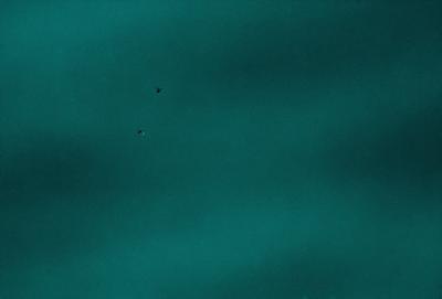 The primary subject of the image is a bird flying in the sky. The bird is positioned in the middle of the scene, surrounded by a blue sky. The setting appears to be a vast, open space with no visible landmarks or objects. The visual style of the image is a photo, capturing the bird in its natural environment. The colors and mood of the image are predominantly blue, creating a serene and peaceful atmosphere.