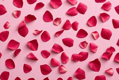 The primary subject of the image is a close-up of a pink rose. The setting is a pink background, which creates a visually appealing contrast with the rose. The visual style is a photo, capturing the beauty of the rose in detail. The colors and mood of the image are predominantly pink, creating a warm and romantic atmosphere.