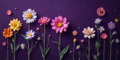The primary subject of the image is a group of pink and white flowers. They are arranged in a row, with some of the flowers being larger and more prominent than others. The flowers are displayed against a purple background, which adds a vibrant and contrasting color to the scene. The visual style of the image is a close-up of the flowers, showcasing their details and beauty. The colors and mood of the image are predominantly warm and inviting, with the pink and white flowers creating a sense