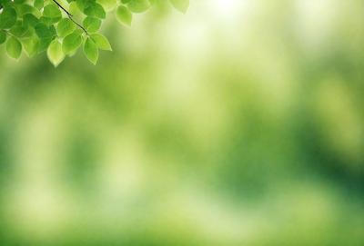Primary subject: Green leaves
Setting/background: A tree with green leaves
Visual style: Photo
Colors and mood: Green and lively