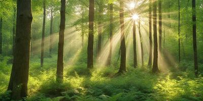 The primary subject of the image is a forest filled with trees. The setting is a lush green forest with sunlight shining through the trees, creating a serene and peaceful atmosphere. The visual style is a photo of the forest, capturing the beauty of the natural environment. The colors and mood are predominantly green, with the sunlight adding a warm and inviting touch to the scene.