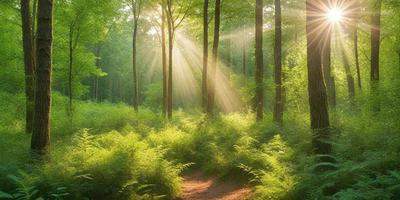 The primary subject of the image is a pathway through a lush green forest. The setting is a serene, sunny day with sunlight streaming through the trees, creating a warm and inviting atmosphere. The visual style is a natural, outdoor scene, with the pathway being the main focus. The colors and mood are predominantly green, with the sunlight adding a touch of warmth to the overall ambiance.