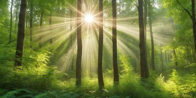 The primary subject of the image is a bright sun shining through the trees in a forest. The setting is a lush green forest with many trees, creating a serene and natural atmosphere. The visual style is a photo, capturing the sunlight and the trees in their natural environment. The colors and mood are predominantly green, with the sunlight creating a warm and inviting ambiance.