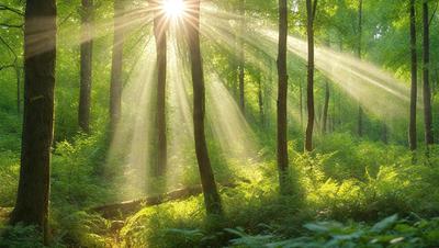 The primary subject of the image is a forest filled with trees and sunlight. The setting is a lush green forest with sunlight streaming through the trees, creating a serene and peaceful atmosphere. The visual style is a natural, outdoor scene, with the sunlight and trees creating a realistic and vibrant environment. The colors and mood are predominantly green, with the sunlight adding a warm and inviting touch to the scene.
