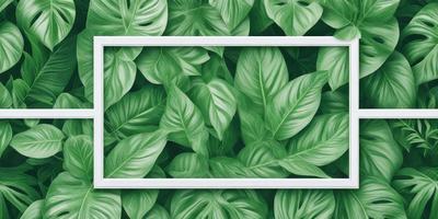 The primary subject of the image is a close-up of a leafy plant with green leaves. The setting is a white background, which provides a clean and minimalistic look. The visual style is a realistic, natural representation of the plant. The colors and mood are predominantly green, which is associated with nature and tranquility.