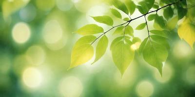 The primary subject of the image is a leaf, which is the main object, scene, or focus of the image. The leaf is green and is situated in a setting with a background of green leaves. The visual style of the image is a photo, capturing the natural beauty of the leaf. The colors and mood of the image are predominantly green, creating a serene and natural atmosphere.