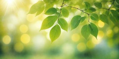 The primary subject of the image is a leaf, which is the main object, scene, or focus of the image. The leaf is green and is situated in a setting with a background of green leaves. The visual style of the image is a photo, capturing the natural beauty of the leaf. The colors and mood of the image are predominantly green, creating a serene and natural atmosphere.