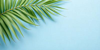 The primary subject of the image is a palm tree, which is prominently displayed on a blue background. The setting appears to be a tropical or beach-like environment. The visual style of the image is a photo, capturing the natural beauty of the palm tree. The dominant colors in the image are blue and green, creating a serene and relaxing atmosphere.