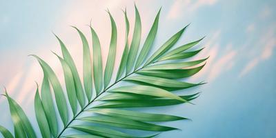 The primary subject of the image is a large green palm leaf. The leaf is prominently displayed in the foreground, covering a significant portion of the image. The setting is a blue background, which provides a contrasting and visually appealing environment for the palm leaf. The visual style of the image is a close-up, focusing on the intricate details of the palm leaf. The colors and mood of the image are predominantly green, with a hint of blue, creating a serene and natural atmosphere