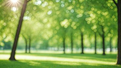 Primary subject: Trees
Setting/background: A park with a grassy field and a forest of trees
Visual style: Photo
Colors and mood: Green and serene