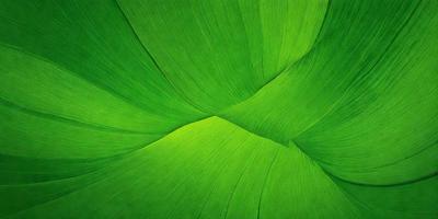 The image features a large, green leaf with a curved shape. The leaf is the primary subject of the image, and it is set against a backdrop of a green background. The visual style of the image is a close-up of the leaf, showcasing its intricate details. The colors in the image are predominantly green, creating a calm and natural atmosphere.