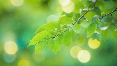 The primary subject of the image is a leaf, which is the main object, scene, or focus of the image. The leaf is green and is situated in a lush green environment, surrounded by other leaves. The visual style of the image is a photo, capturing the natural beauty of the leaf in its natural setting. The colors and mood of the image are predominantly green, creating a serene and peaceful atmosphere.
