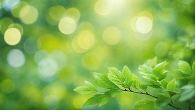 The primary subject of the image is a leaf, which is the main object, scene, or focus of the image. The leaf is green and is situated in a bright, sunny environment. The setting includes a background of green leaves and a bright, sunny atmosphere. The visual style of the image is a photo, capturing the natural beauty of the leaf in its surroundings. The colors and mood of the image are predominantly green, creating a serene and peaceful atmosphere.
