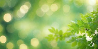 The primary subject of the image is a close-up of a leaf, which is the main object in the scene. The leaf is green and appears to be in a natural setting, possibly in a forest or a garden. The visual style of the image is a photo, capturing the leaf in its natural environment. The colors in the image are predominantly green, creating a calm and serene atmosphere.