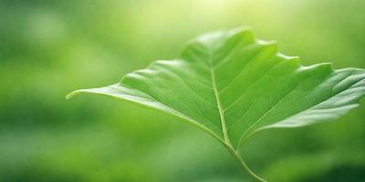 The primary subject of the image is a large green leaf, which is the main focus of the scene. The leaf is prominently displayed in the foreground, with a bright green background. The visual style of the image is a close-up of the leaf, showcasing its intricate details. The colors and mood of the image are predominantly green, creating a serene and natural atmosphere.