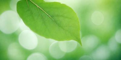 The primary subject of the image is a leaf, which is the main object, scene, or focus of the image. The leaf is green and is placed in a setting with a green background. The visual style of the image is a photo, capturing the leaf in its natural environment. The colors and mood of the image are predominantly green, creating a calm and serene atmosphere.