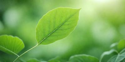 The primary subject of the image is a leaf, which is the main object, scene, or focus of the image. The leaf is green and is placed in a green background, which suggests that the image is a photo of a leaf in its natural environment. The visual style of the image is realistic, as it captures the leaf in its natural setting. The colors and mood of the image are predominantly green, which gives the image a calm and serene atmosphere.