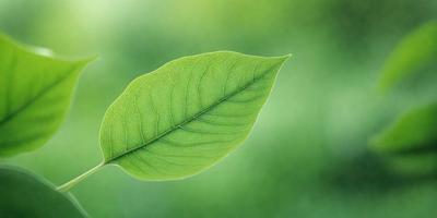 The primary subject of the image is a leaf, which is the main object, scene, or focus of the image. The leaf is green and appears to be a leaf from a tree. The setting or background of the image is a green field, which provides a natural and serene environment for the leaf. The visual style of the image is a close-up of the leaf, showcasing its details and texture. The colors and mood of the image are predominantly green, creating a sense of tranquility and connection to nature