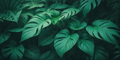 The image features a close-up of a large green leaf, possibly a fern, with a few other leaves in the background. The leaf is the primary subject, and it appears to be a natural, green, and leafy plant. The setting is a forest or a lush green environment, with the leaves and plants surrounding the viewer. The visual style is a close-up of the leaf, which gives a sense of depth and detail. The colors are predominantly green, creating a calm and serene atmosphere.