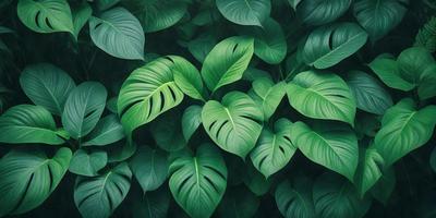 The image features a lush green forest filled with large green leaves. The leaves are arranged in a dense pattern, creating a vibrant and natural atmosphere. The primary subject of the image is the abundance of green leaves, which are the main focus of the scene. The setting is a forest, and the visual style is a close-up of the leaves, showcasing their intricate details. The colors and mood of the image are predominantly green, reflecting the natural environment and the lushness of the forest.