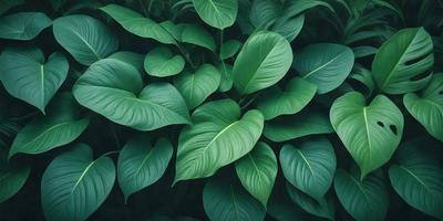 The image features a lush green plant with large leaves, possibly a fern, growing in a forest-like setting. The plant is surrounded by a variety of green leaves, creating a dense and vibrant atmosphere. The visual style of the image is a close-up of the plant, emphasizing its details and texture. The colors and mood of the image are predominantly green, conveying a sense of freshness and natural beauty.