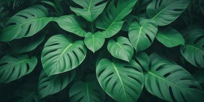 The image features a large green plant with many leaves, creating a lush and vibrant scene. The plant is the primary subject, and it is set against a backdrop of a forest. The visual style of the image is a close-up of the plant, showcasing its intricate details. The dominant colors in the image are green, which is the color of the plant, and the forest in the background adds a sense of depth and natural beauty to the scene.