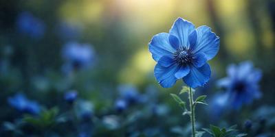 The primary subject of the image is a single blue flower, which is the main focus of the scene. The setting is a grassy field with a blue sky in the background. The visual style of the image is a photo, capturing the beauty of the flower in its natural environment. The dominant colors in the image are blue and green, creating a serene and calming atmosphere.