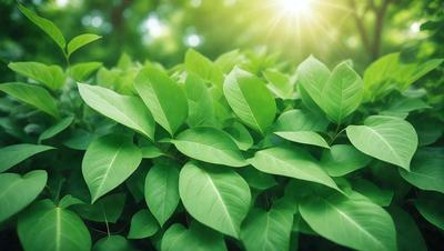 The primary subject of the image is a lush green plant with large leaves. The plant is situated in a forest setting, surrounded by trees and foliage. The visual style of the image is a photo, capturing the natural beauty of the plant in its environment. The colors and mood of the image are predominantly green, conveying a sense of tranquility and connection to nature.