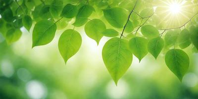 The primary subject of the image is a leaf, which is the main object, scene, or focus of the image. The leaf is green and is situated in a bright, sunny environment. The visual style of the image is a photo, capturing the natural beauty of the leaf. The colors and mood of the image are vibrant and lively, with the green leaf standing out against the bright background.