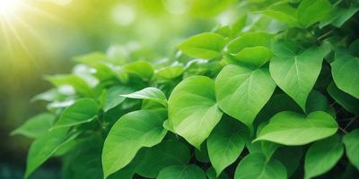 The image features a lush green plant with large leaves, possibly a leafy plant or a tree. The plant is surrounded by a vibrant green background, creating a serene and natural atmosphere. The visual style of the image is a close-up of the plant, showcasing its details and texture. The colors and mood of the image are predominantly green, reflecting the plant's healthy and thriving nature.