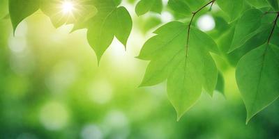 The primary subject of the image is a leaf, which is the main object, scene, or focus of the image. The leaf is green and is situated in a setting with a bright green background. The visual style of the image is a photo, capturing the leaf in its natural environment. The colors and mood of the image are bright and lively, with the green leaf standing out against the vibrant green background.