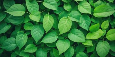 The primary subject of the image is a large group of green leaves, which are the main objects in the scene. The leaves are arranged in a dense, leafy pattern, creating a lush and vibrant visual style. The setting is a green background, which further emphasizes the natural and fresh appearance of the leaves. The overall atmosphere is one of growth, vitality, and abundance.
