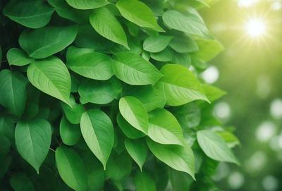 The primary subject of the image is a large green leafy plant with many leaves. The plant is situated in a sunny environment, with sunlight shining on it. The visual style of the image is a photo, capturing the natural beauty of the plant. The dominant colors in the image are green, which is the color of the plant, and the sunlight creates a warm and inviting atmosphere.