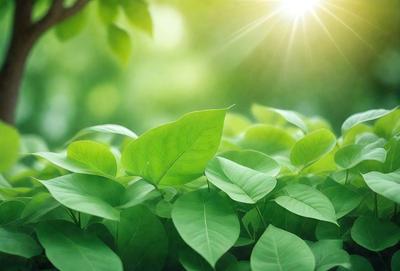 The primary subject of the image is a large green leaf, which is the main focus of the scene. The leaf is situated in a lush green environment, surrounded by other green leaves. The visual style of the image is a photo, capturing the natural beauty of the leaf and its surroundings. The colors in the image are predominantly green, creating a serene and peaceful atmosphere.