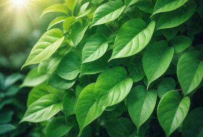 The primary subject of the image is a large green plant with many leaves. The plant is situated in a bright, sunny environment, which adds to the overall atmosphere of the scene. The visual style of the image is a close-up of the plant, showcasing its intricate details. The colors in the image are predominantly green, which creates a natural and serene mood.