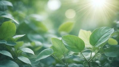 The primary subject of the image is a leafy plant with green leaves, which is growing in a lush green environment. The setting is a forest, with the sun shining through the trees, creating a bright and vibrant atmosphere. The visual style of the image is a photo, capturing the natural beauty of the plant and its surroundings. The colors and mood of the image are predominantly green, with the sunlight adding warmth and brightness to the scene.